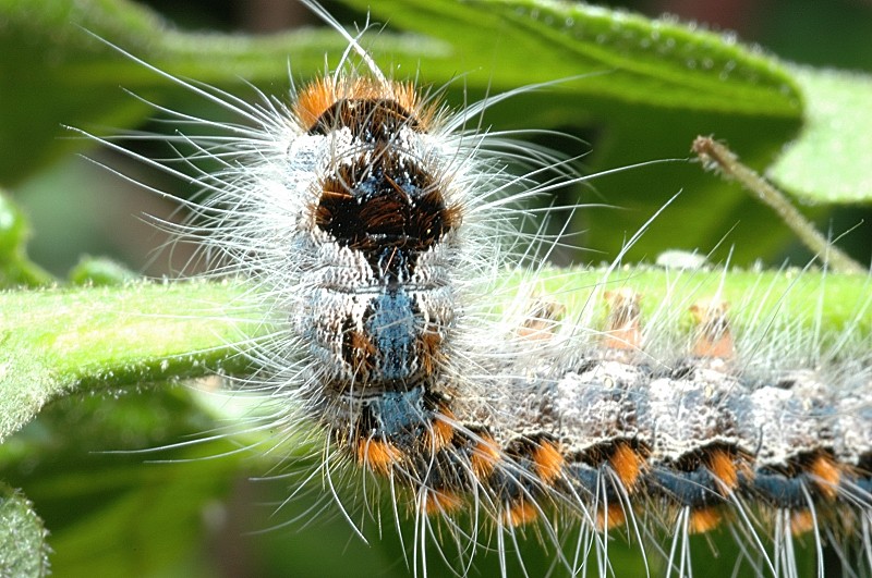 Bruco di Eriogaster rimicola